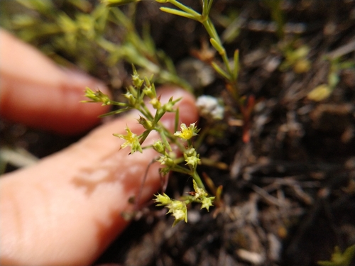 Image of Paronychia lindheimeri by (c) Cleveland Powell, some rights reserved (CC BY)