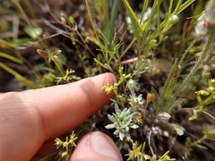 Paronychia lindheimeri