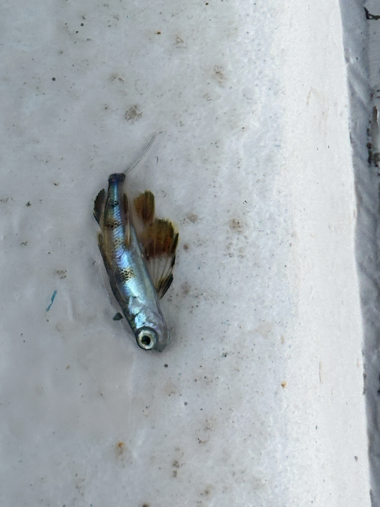 Spotfin flyingfish