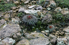 Parodia tuberculata