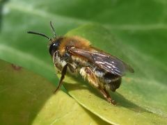 Andrena tibialis