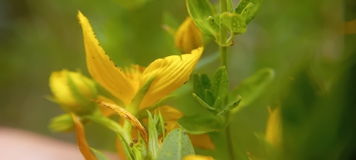 Common St. John's Wort