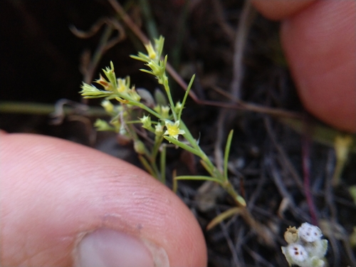 Image of Paronychia lindheimeri by (c) Cleveland Powell, some rights reserved (CC BY)
