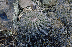 Parodia tuberculata