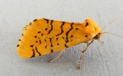 Chrysoecia atrolinea
