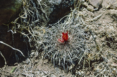 Parodia tuberculata