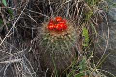 Parodia tuberculata