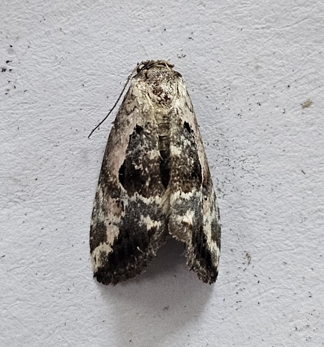 Rosy Marbled