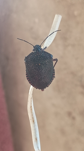 Pellaea stictica