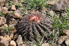 Parodia tuberculata