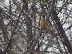 Thamnophilus doliatus capistratus