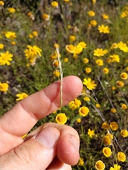 Trisetum interruptum