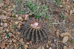 Parodia tuberculata