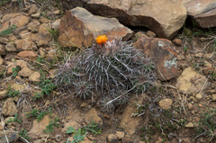Parodia tuberculata