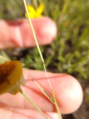 Trisetum interruptum