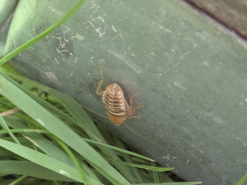 Variable Cockroach