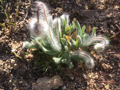 Platystemon californicus