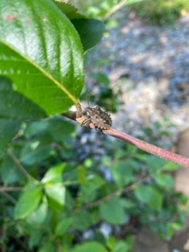 Forest Bug