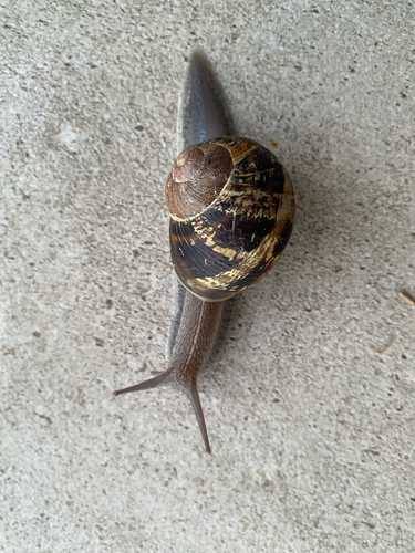 Garden Snail