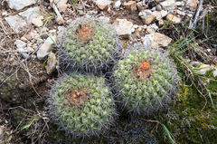 Parodia tuberculata