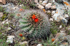Parodia tuberculata
