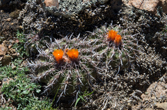 Parodia tuberculata