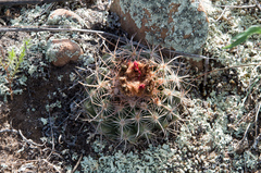 Parodia tuberculata
