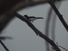 Cyanocorax cyanopogon