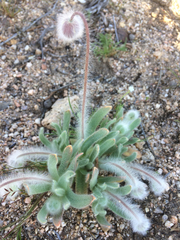 Platystemon californicus