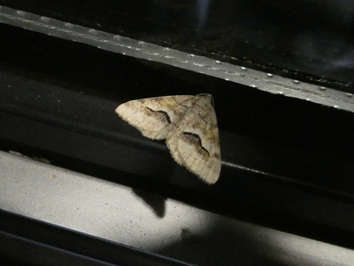 Mesquite Looper Moth
