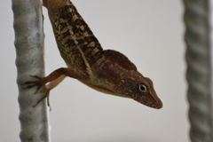 Anolis lineatopus