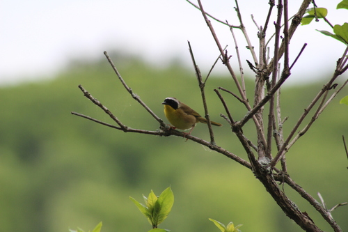 Common Yellowthroat