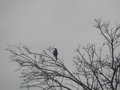 Compsothraupis loricata