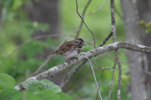 Song Sparrow