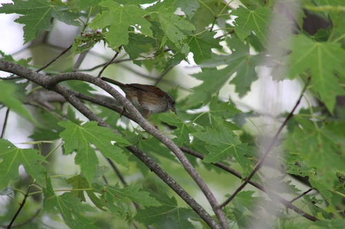 Swamp Sparrow