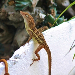 Anolis lineatopus