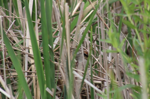 Swamp Sparrow