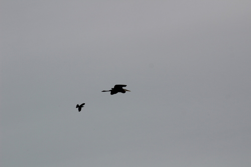 Great Blue Heron