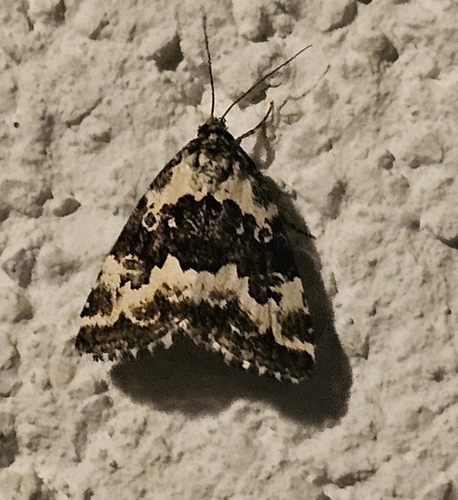 Pretty Marbled