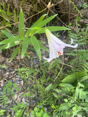 Lilium japonicum, photograph (c) 岸本年郎, some rights reserved (CC BY)