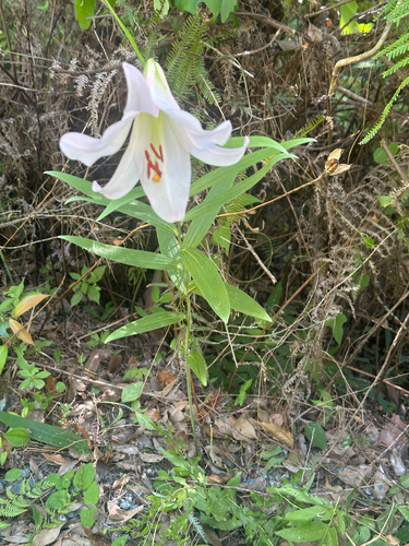 Lilium japonicum, photograph 6