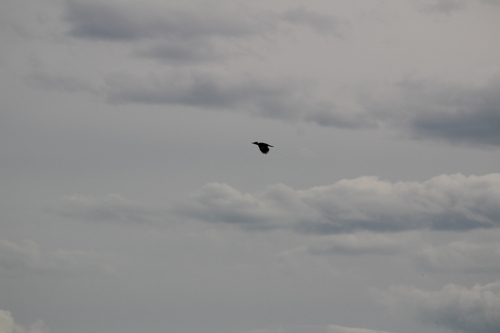 Pileated Woodpecker