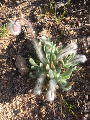 Platystemon californicus