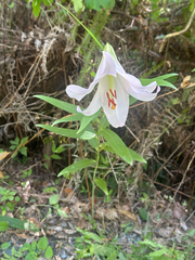 Lilium japonicum, photograph (c) 岸本年郎, some rights reserved (CC BY)