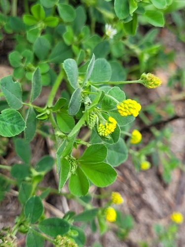 Black Medick