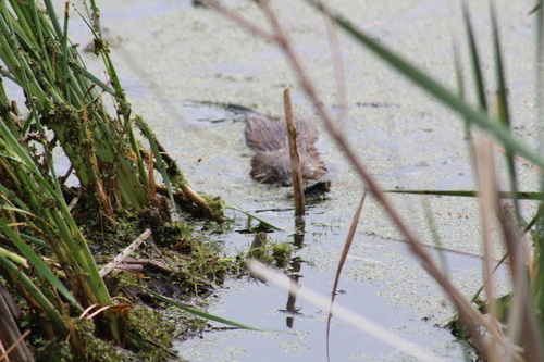 Muskrat
