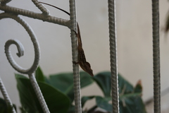 Anolis lineatopus