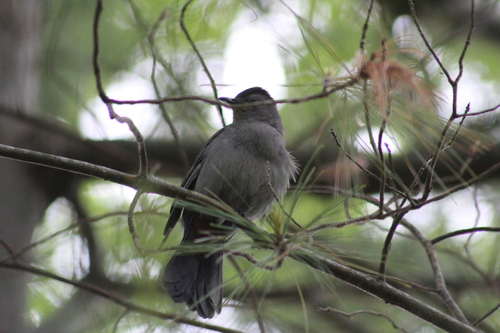 Gray Catbird