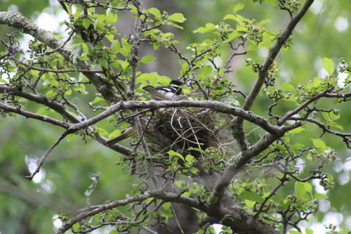 Rose-breasted Grosbeak