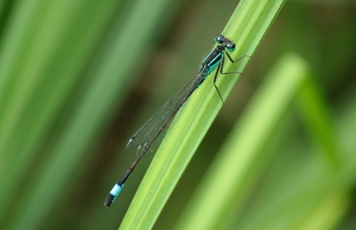 Blue-tailed Damselfly